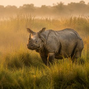 Assam Wild Life Trio