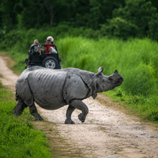 Assam Wild Life Trio